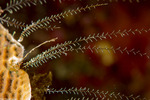 Gymnangium