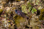 Apogonidae