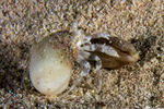 Iridopagurus