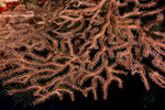 Corals