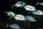 Carangidae