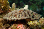 Corals