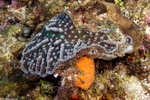 Scleractinia