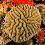 Corals