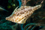 Tetraodontiformes