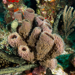 Heteroscleromorpha