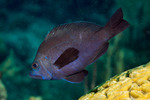 Serranidae