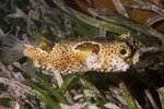 Chilomycterus