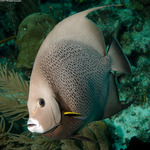 Pomacanthidae