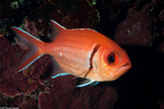 Myripristis