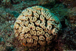 Meandrinidae