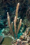 Octocorallia