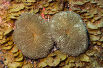 Stichodactyla