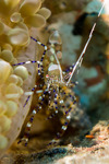 Periclimenes