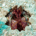 Lysiosquillidae