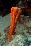 Axinellida