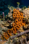 Porifera
