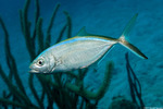 Caranx