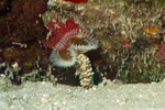 Canalipalpata