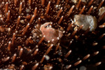 Pinnotheridae