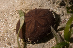Echinoidea
