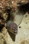 Anguilliformes