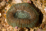 Faviidae