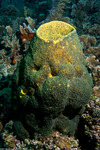 Verongiida