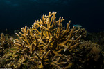 Corals