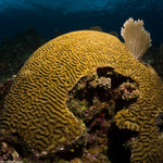 Faviidae