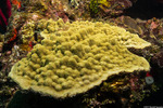 Corals