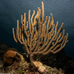 Corals