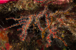Alcyonacea