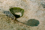 Udotea
