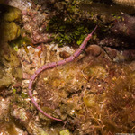 Syngnathiformes