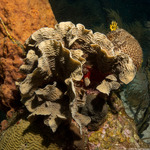 Agariciidae