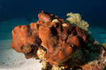 Scopalinidae
