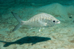 Gerreidae