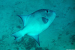 Tetraodontiformes