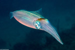 Decapodiformes