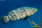 Epinephelus