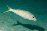 Mullidae