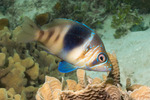 Serraninae