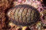 Acanthochitonina