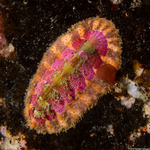Chitonida
