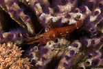 Thoridae