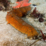 Apostichopus