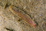 Annelida