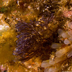 Buguloidea