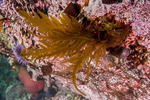 Desmarestia